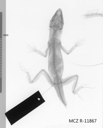 Media type: image;   Herpetology R-11867 Aspect: dorsoventral x-ray